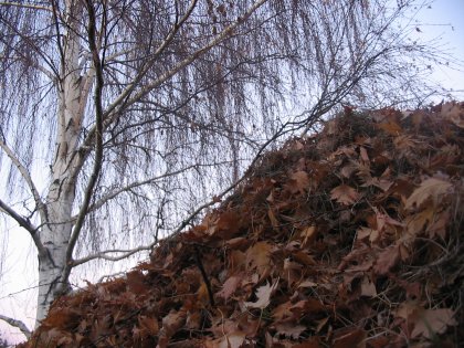Tree and Leaf pile in perspective