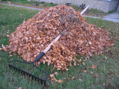 A rake lying on a leaf pile