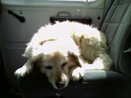 Sleepy Passenger