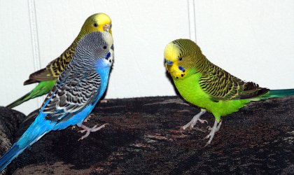 Three Birds on the couch