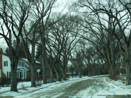 Tree Lined Street