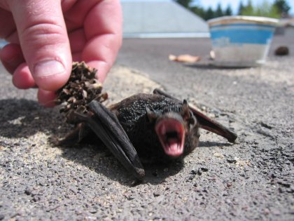 Bat Fangs