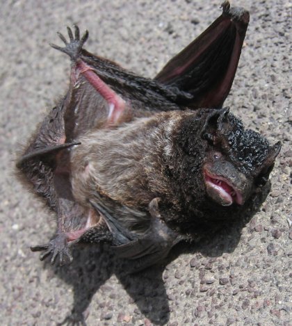 Bat Grin