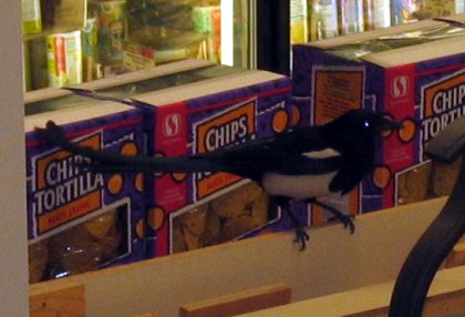 The Magpie on top of some coolers