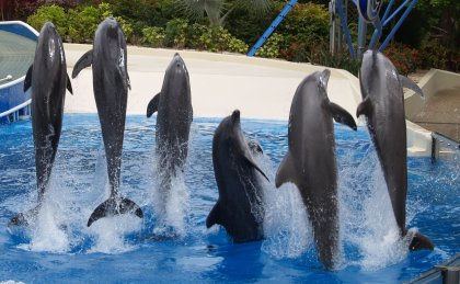 Six Dolphins Jumping