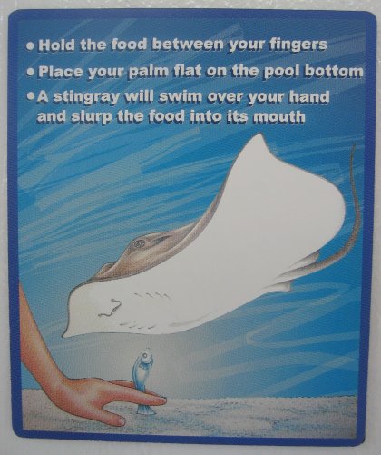 Stingray Feeding Instructions