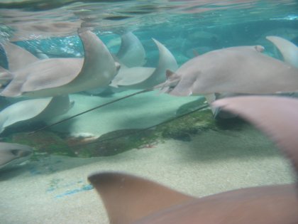 Side view of swimming stingrays