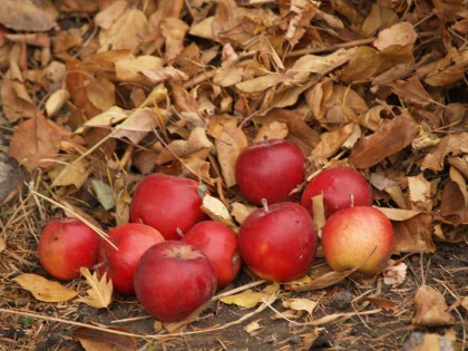 Fall Apple Harvest