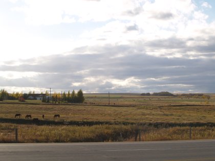 Alberta's Big Sky and some horses grazing