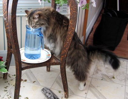 Spot drinking from the plant's water jug