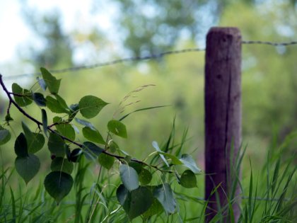 A very photographic fence post set afront a field of tall grass and a background of trees