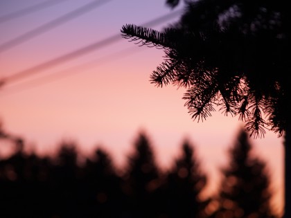 Pine Needles against an orange morning sky