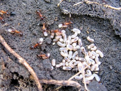 Ants scramble to save their just-unearthed larvae
