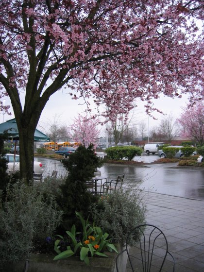 Examples of spring in Seattle