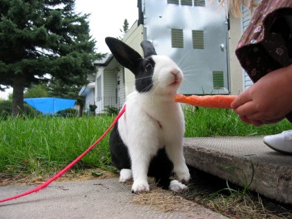 Feeding the bunny a carrot