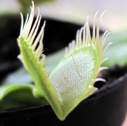 The mouth of the flytrap