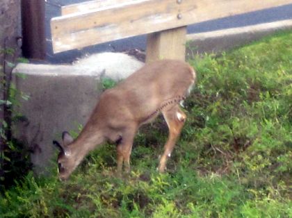 A deer seen outside my hotel window