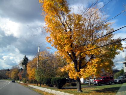 Blurry fall trees