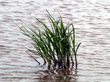 Grass in water