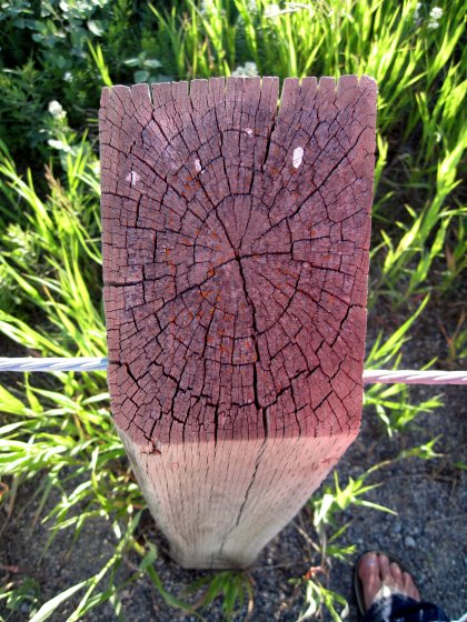 Wood grain of a fence post