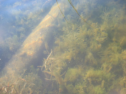 Baynes Lake 2005 > Underwater > Picture 14
 (Click on image for a larger view)