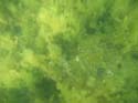 Baynes Lake 2005 -> Underwater -> Picture 1