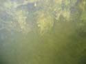 Baynes Lake 2005 -> Underwater -> Picture 3