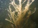 Baynes Lake 2005 -> Underwater -> Picture 4