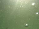Baynes Lake 2005 -> Underwater -> Picture 5
