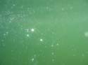 Baynes Lake 2005 -> Underwater -> Picture 7