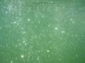 Baynes Lake 2005 -> Underwater -> Picture 9