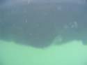Baynes Lake 2005 -> Underwater -> Picture 47