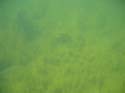 Baynes Lake 2005 -> Underwater -> Picture 15