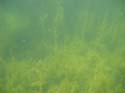 Baynes Lake 2005 -> Underwater -> Picture 16