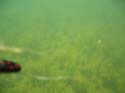 Baynes Lake 2005 -> Underwater -> Picture 17
