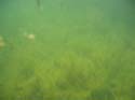 Baynes Lake 2005 -> Underwater -> Picture 18
