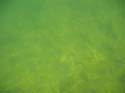 Baynes Lake 2005 -> Underwater -> Picture 19