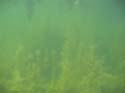 Baynes Lake 2005 -> Underwater -> Picture 21