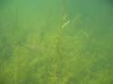 Baynes Lake 2005 -> Underwater -> Picture 22