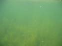 Baynes Lake 2005 -> Underwater -> Picture 23