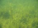 Baynes Lake 2005 -> Underwater -> Picture 24
