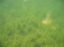 Baynes Lake 2005 -> Underwater -> Picture 26