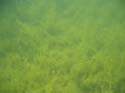 Baynes Lake 2005 -> Underwater -> Picture 27
