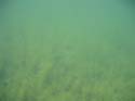 Baynes Lake 2005 -> Underwater -> Picture 28