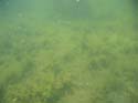 Baynes Lake 2005 -> Underwater -> Picture 31