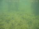 Baynes Lake 2005 -> Underwater -> Picture 32