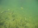 Baynes Lake 2005 -> Underwater -> Picture 33
