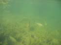 Baynes Lake 2005 -> Underwater -> Picture 34