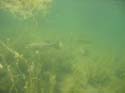 Baynes Lake 2005 -> Underwater -> Picture 36