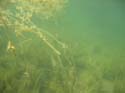 Baynes Lake 2005 -> Underwater -> Picture 37